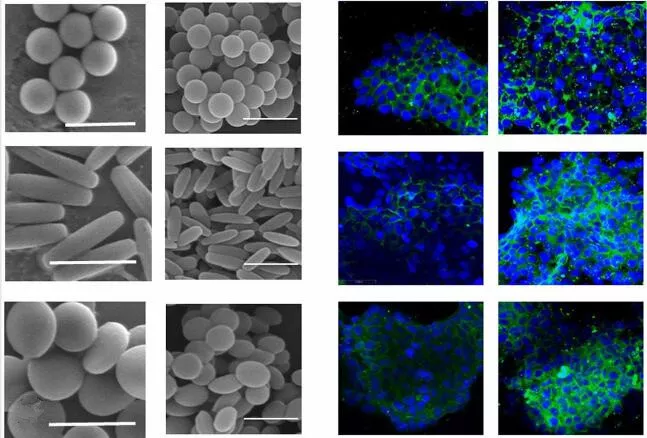 What is the recommended method for determining the particle shape using zirconia ceramic beads for grinding