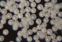The Essential Role of Ultra-Fine Zirconia Beads in Precision Grinding